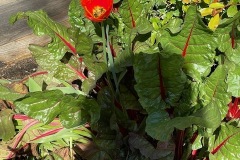 IMG_0747