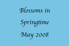 Blossoms in Springtime